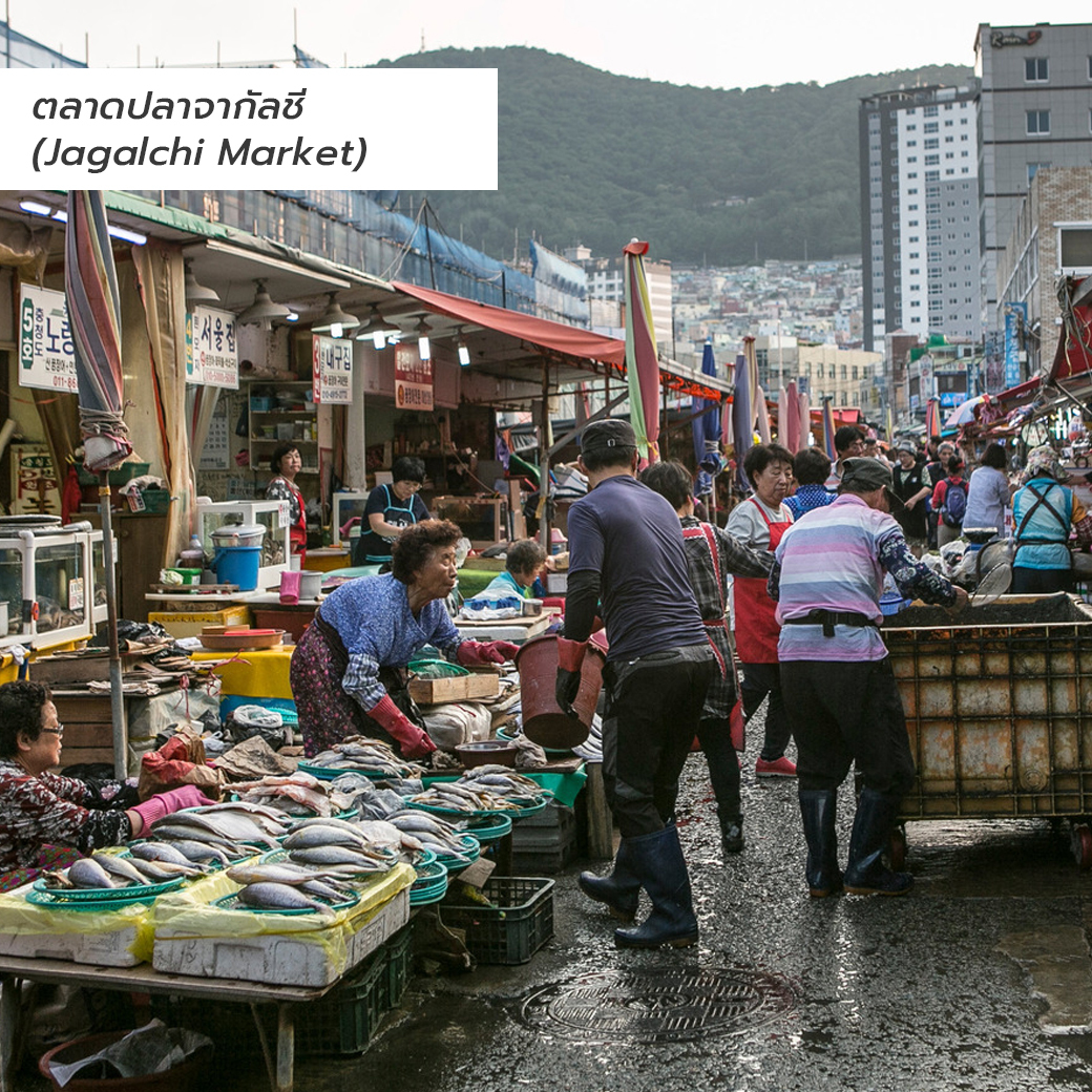 เที่ยวปูซานหน้าหนาว ตลาดปลาจากัลซี