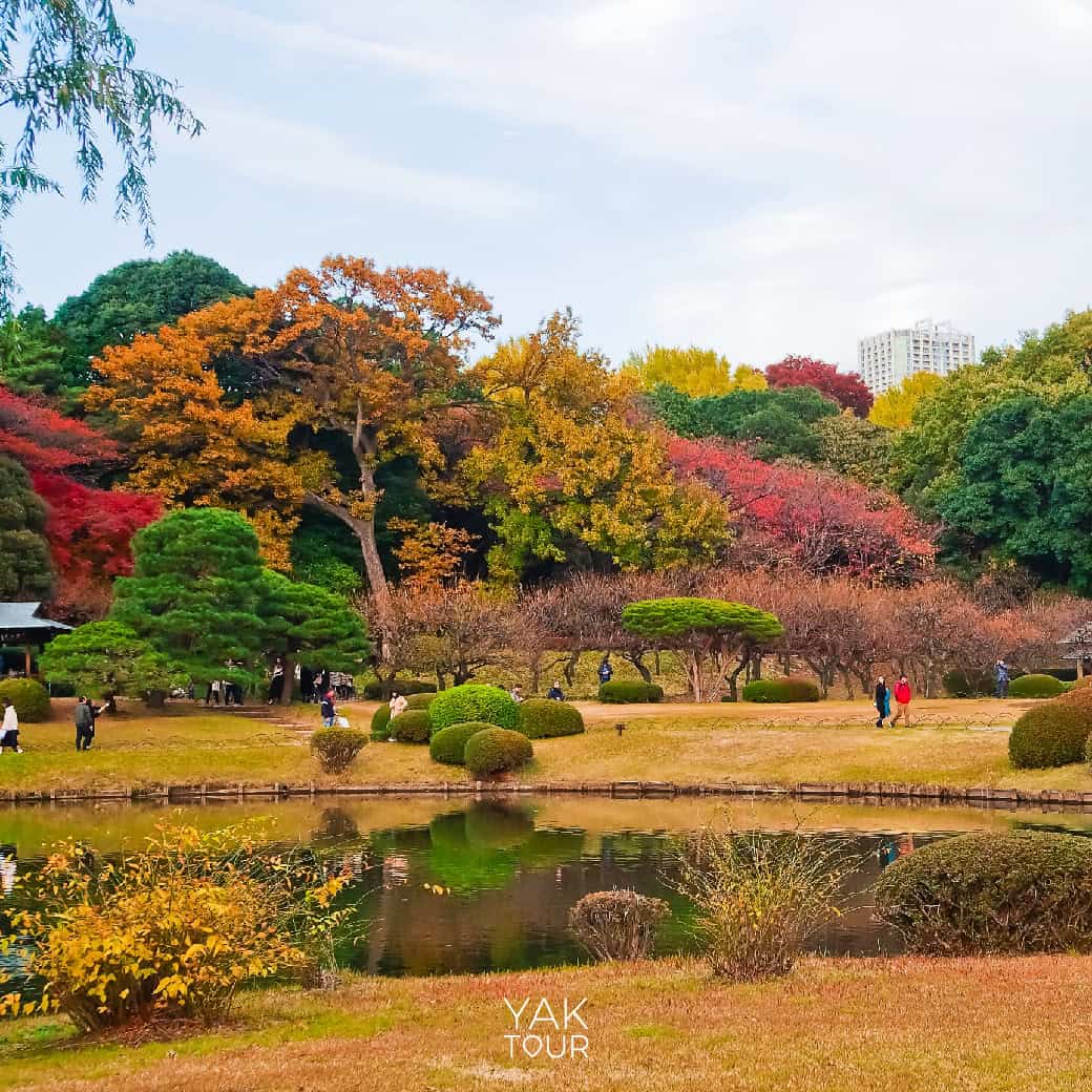 จุดชมใบไม้เปลี่ยนสีที่โตเกียว_สวนสาธารณะชินจูกุเกียวเอ็น