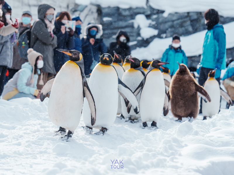 ที่เที่ยวญี่ปุ่น หน้าหนาว-Asahiyama_Zoo