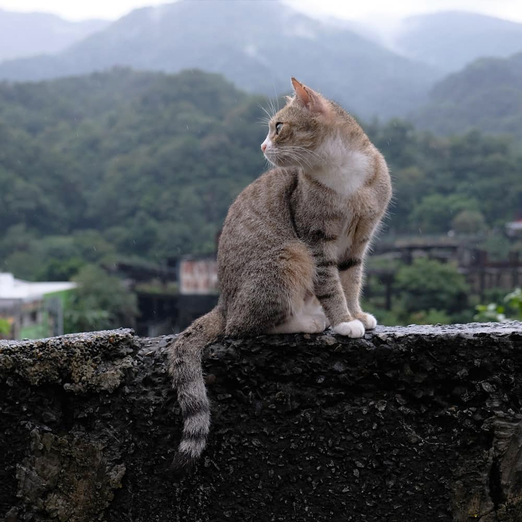 Houtong Cat Village หมู่บ้านแมว ไต้หวัน