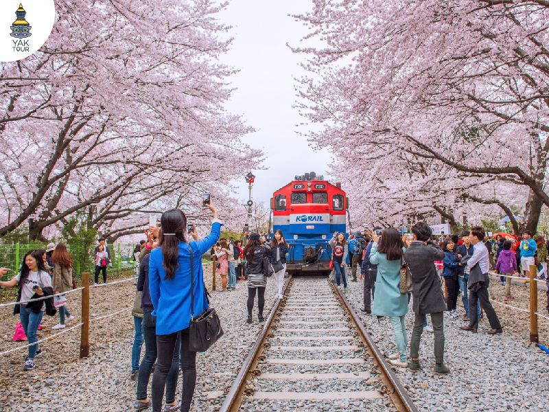 ซากุระเกาหลี(yaktour)_จินเฮ