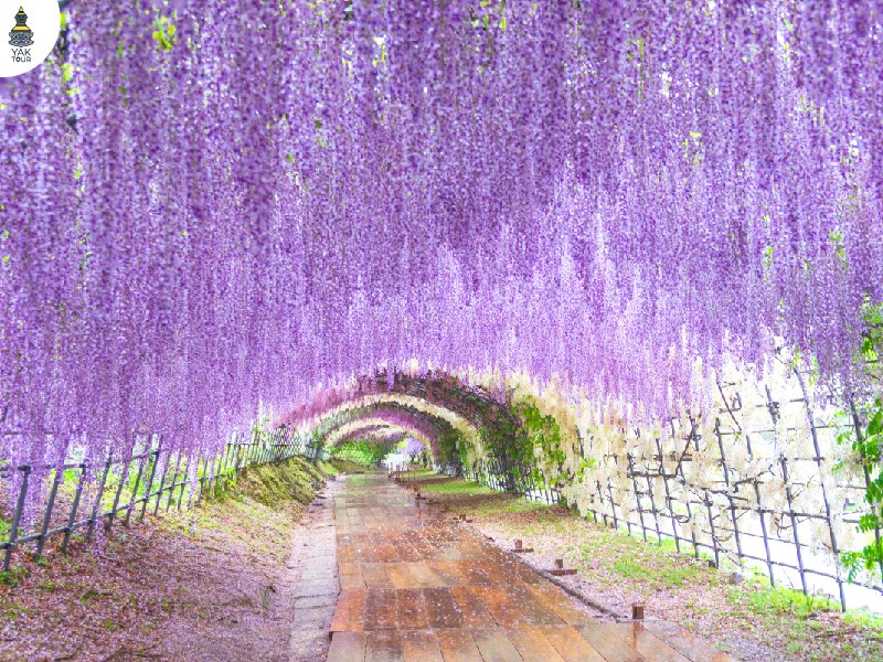 ที่เที่ยวญี่ปุ่น_2025_Kawachi Fuji Garden