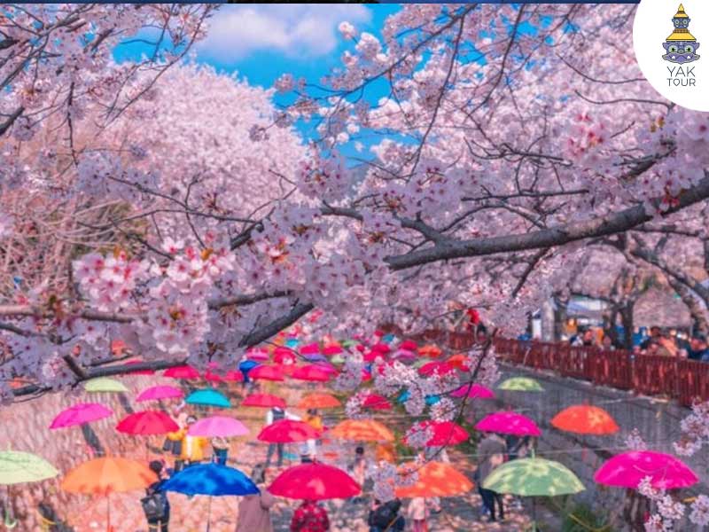 korea-sakura-festival-ยักษ์ทัวร์