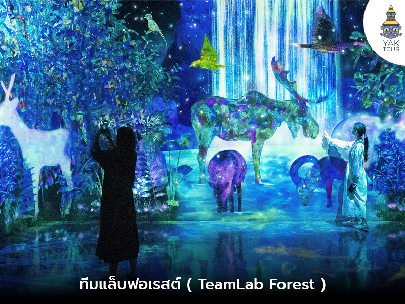 teamlab_fukuoka_2568_ยักษ์ทัวร์