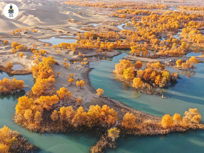 สวนต้นหูหยาง (Tarim Populus Euphratica Forest Park)