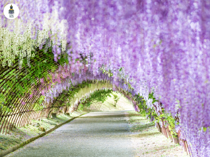 ที่เที่ยวฟุกุโอกะ_08-สวนคาวาชิ ฟูจิ