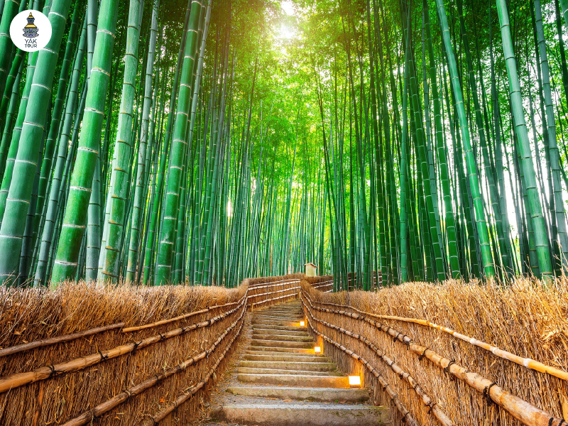 ป่าไผ่อาราชิยาม่า-arashiyama-bamboo-forest