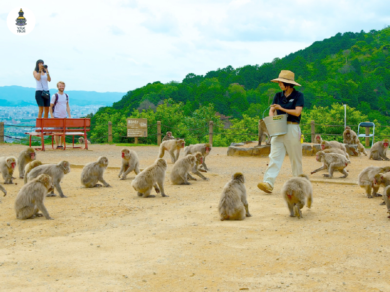 สวนลิงอาราชิยาม่า-monkey-park-iwatayama