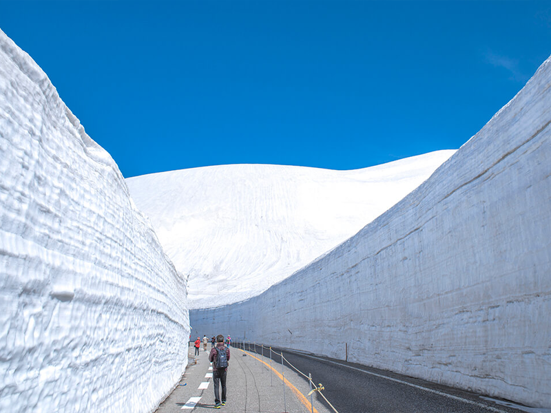 กำแพงหิมะ เส้นทางเจแปนแอลป์ Tateyama Kurobe