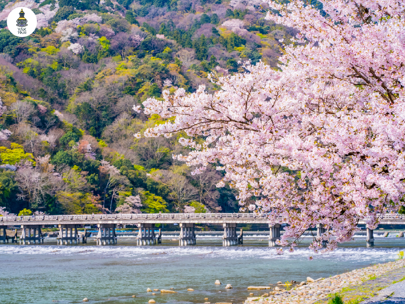สะพานโทเก็ตสึเคียวแลนด์มาร์กสำคัญในย่านอาราชิยามะ เกียวโต