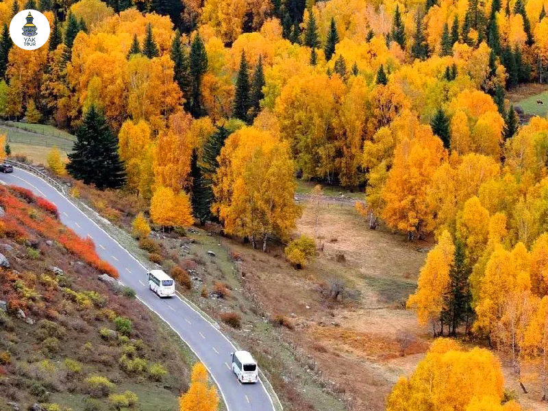 ถนน Duku Highway ท่ามกลางป่าใบไม้เปลี่ยนสีในซินเจียง