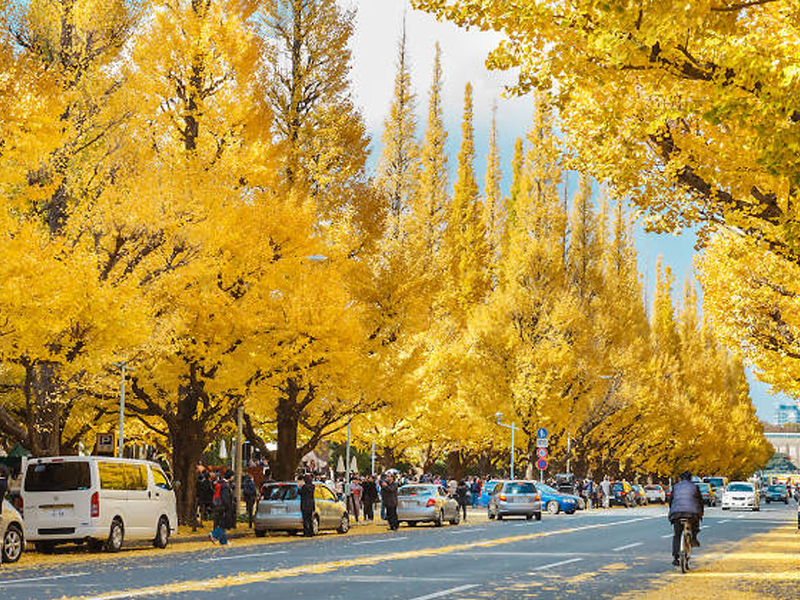 ถนนต้นแปะก๊วยสีทองที่ Jingu Gaien โตเกียว จุดชมใบไม้เปลี่ยนสีชื่อดัง