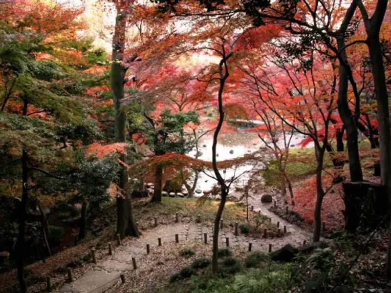 ใบไม้เปลี่ยนสีในสวนโคอิชิกาวะ โคระคุเอ็น สวนญี่ปุ่นโบราณใจกลางเมือง