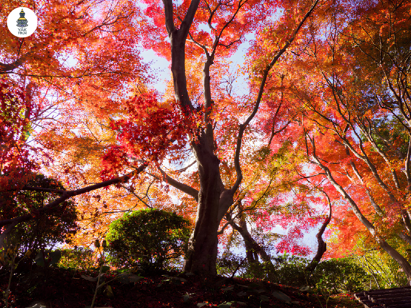 พรรณไม้เปลี่ยนสีที่สวนพฤกษศาสตร์ชิราโนเอะ เมืองคิตะคิวชู