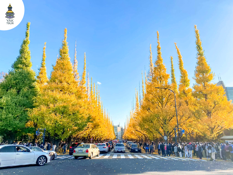 ถนนต้นแปะก๊วยสีเหลืองในสวนเมจิ จินกุ ไกเอน โตเกียว ใบไม้เปลี่ยนสี 2025